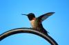 June 22, 2021 - Ruby-throated hummingbird in New Zealand, Jane Hanlon
