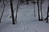 February 3, 2021 - Snowshoe hare prints along the Confederation Trail near Souris, Wanda Bailey