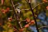 May 10, 2021 - Yellow-rumped warbler in Priest Pond, Isobel Fitzpatrick