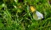 November 10, 2022 - Cabbage white butterfly in East Baltic, Isobel Fitzpatrick