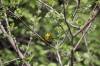 November 4, 2021 - Cape May warbler along the Confederation Trail near Souris, Wanda Bailey