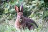 September 6, 2023 - Mountain Hare near Souris, Wanda Bailey