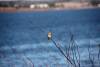 May 3, 2023 - Song sparrow in Souris, Wanda Bailey