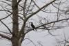 April 12, 2023 - Great cormorant near Souris, Sara Deveau