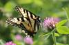 July 8, 2020 - Canadian tiger swallowtail butterfly along the Confederation Trail near Souris, Wanda Bailey