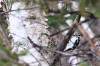 January 20, 2021 - Hairy woodpecker in Priest Pond, Isobel Fitzpatrick