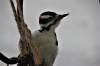 March 18, 2020 - Hairy woodpecker in Souris, Wanda Bailey