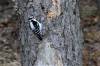 March 30, 2021 - Downy woodpecker in Priest Pond, Isobel Fitzpatrick