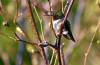 June 30, 2023 - Ruby-throated hummingbird in Priest Pond, Isobel Fitzpatrick