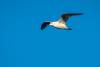 February 27, 2023 - Iceland gull in East Point, Helene Blanchet