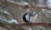 Janaury 21, 2019 - Black-capped chickadee in Lower Rollo Bay, Sara Deveau