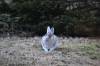 April 28, 2020 - Snowshoe hare in Rollo Bay, Jane Hanlon