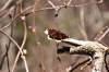 May 14, 2020 - Mourning cloak on the Confederation Trail near Souris, Wanda Bailey