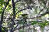 July 14, 2022 - Common yellowthroat near Souris, Wanda Bailey