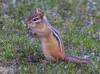 May 6, 2020 - Chipmunk in Souris West, Marcy Robertson