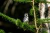 July 28, 2022 - Black-and-white warbler in South Lake, Helene Blanchet