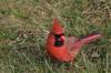 November 16, 2020 - Red cardinal on Souris Line Road, Kathy MacCormack
