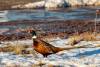 February 23, 2023 - Ring-necked pheasant in North Lake, Helene Blanchet