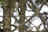 July 27, 2022 - Black-throated green warbler near Souris, Wanda Bailey