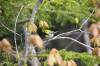 July 30, 2021 - Black-throated green warbler along the Confederation Trail near Souris, Wanda Bailey