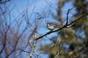 May 3, 2021 - Black-capped chickadee along the Confederation Trail near Souris, Wanda Bailey