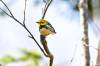 June 2, 2021 - Black-throated green warbler on Tarantum Road, Roberta Palmer