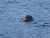 September 17, 2021 - Seal in Rollo Bay Flats, Jody MacDonald