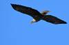 February 8, 2021 - Bald eagle in Priest Pond, Isobel Fitzpatrick