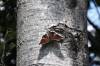 June 13, 2021 - Mourning Cloak butterfly seen along the Confederation Trail near Fountain Head, Wanda Bailey