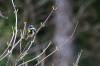 June 5, 2020 - Yellow-rumped warbler in Gowan Brae, Jane Hanlon