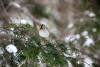 January 3, 2023 - Golden-crowned kinglet near Souris, Wanda Bailey