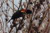 May 27, 2020 - Red-winged blackbird in Harmony Junction, Judy MacDonald