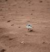 July 23, 2020 - Piping plovers in Spry Point, Sara Deveau