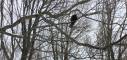 January 24, 2019 - Turkey vulture in Souris, Jim Cheverie