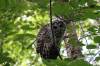 September 30, 2021 - Barred owl along the Confederation Trail near Souris, Wanda Bailey