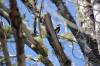 April 28, 2021 - Yellow-rumped warbler along the Confederation Trail near Souris, Wanda Bailey