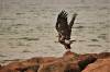 July 26, 2021 - Immature Bald eagle in North Lake, Isobel Fitzpatrick