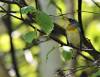 August 25, 2020 - Northern parula in Priest Pond, Isobel Fitzpatrick
