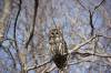 June 2, 2020 - Barred owl on the Confederation Trail near Souris, Wanda Bailey