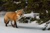 March 2, 2023 - Red fox in South Lake, Helene Blanchet