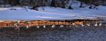 January 17, 2020 - Common mergansers in North Lake, Isobel Fitzpatrick