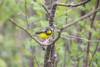 June 26, 2023 - Canada warbler along the Confederation Trail, Wanda Bailey