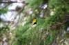 July 22, 2022 - Black-throated green warlber near Souris, Wanda Bailey
