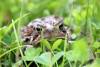 July 17, 2023 - American toad in Souris, Wanda Bailey