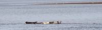 October 28, 2021 - Seals in Souris River, Marcy Robertson