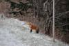 December 8, 2021 - Red fox along the Confederation Trail near Souris, Wanda Bailey