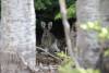 May 15, 2023 - Snowshoe hare along the Confederation Trail, Wanda Bailey