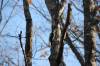 November 17, 2021 - Hairy woodpecker along the Confederation Trail near Souris, Wanda Bailey