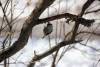 April 4, 2023 - Black-capped chickadee near Souris, Wanda Bailey
