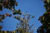 October 8, 2021 - Juvenile waxwings along the Confederation Trail near Souris, Wanda Bailey